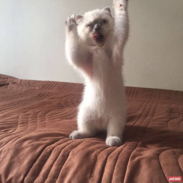 Scottish Fold, Kedi  Sayko fotoğrafı