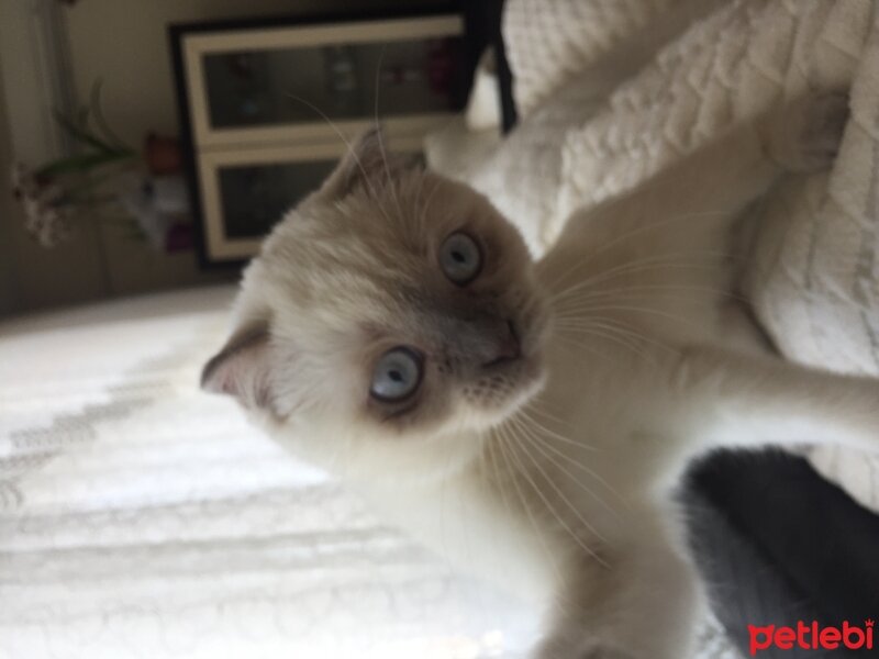 Scottish Fold, Kedi  Sayko fotoğrafı