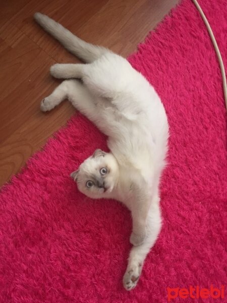 Scottish Fold, Kedi  Sayko fotoğrafı