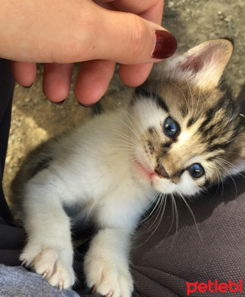 Tekir Kedi, Kedi  Cozmo fotoğrafı