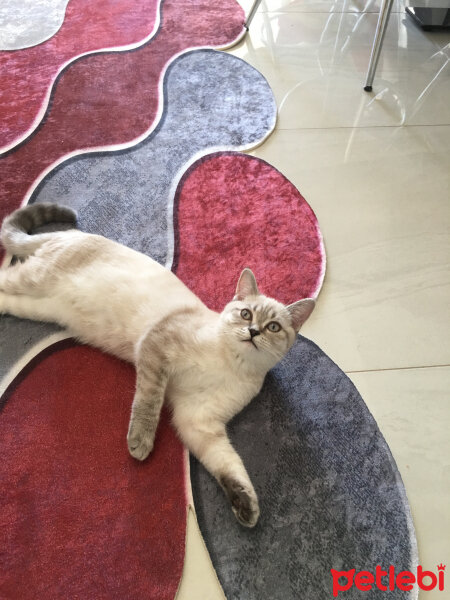 British Shorthair, Kedi  Ponçik fotoğrafı