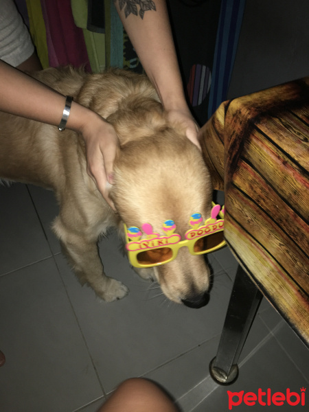 Golden Retriever, Köpek  Paşa fotoğrafı