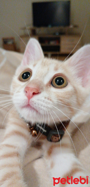 Tekir Kedi, Kedi  Masraf fotoğrafı