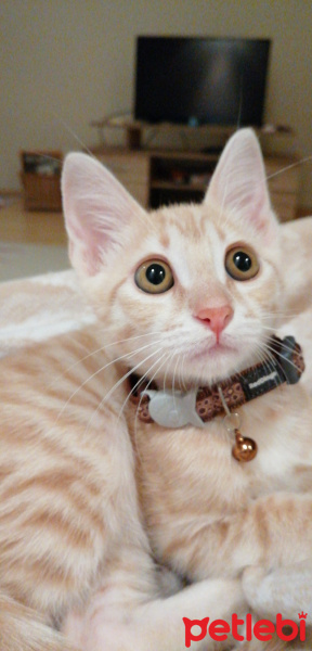 Tekir Kedi, Kedi  Masraf fotoğrafı
