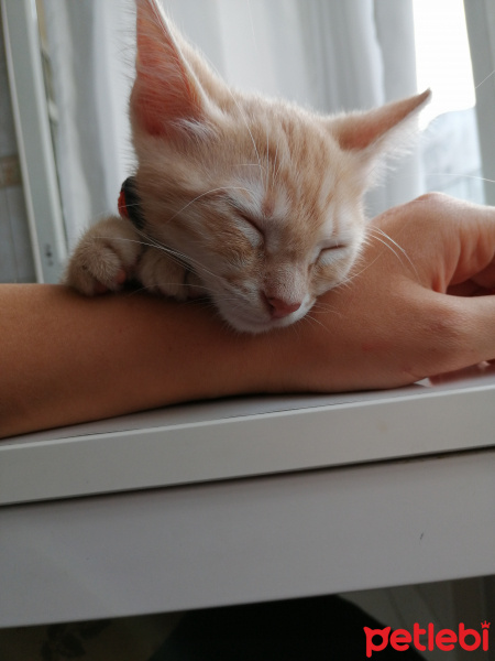 Tekir Kedi, Kedi  Masraf fotoğrafı