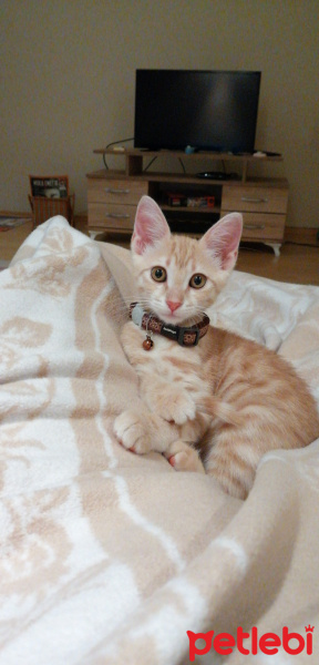 Tekir Kedi, Kedi  Masraf fotoğrafı