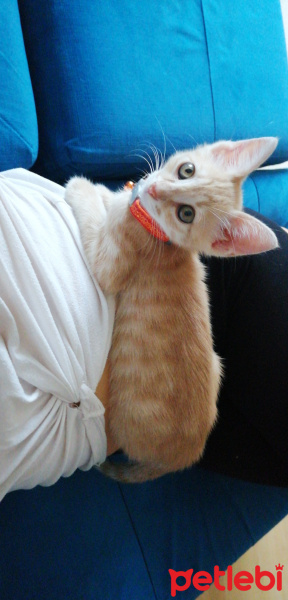 Tekir Kedi, Kedi  Masraf fotoğrafı