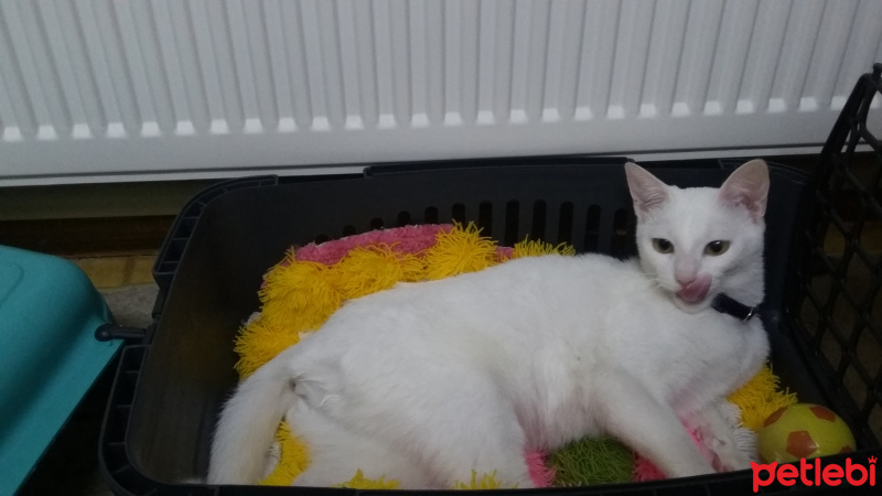 Ankara Kedisi, Kedi  Angel fotoğrafı