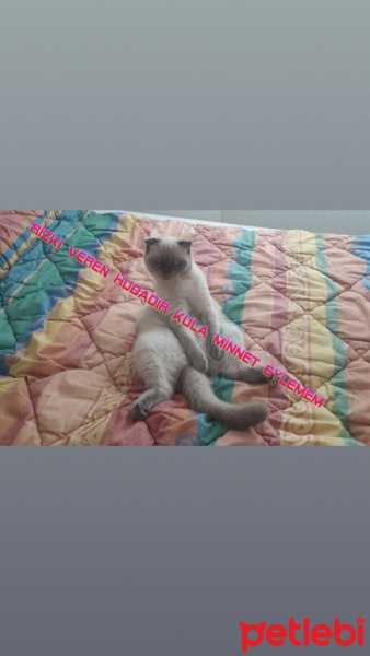Scottish Fold, Kedi  Müzeyyen fotoğrafı