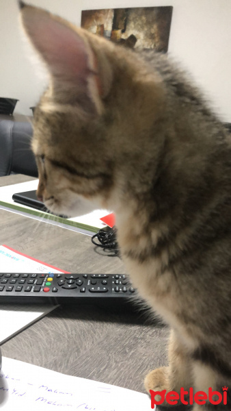Tekir Kedi, Kedi  TARÇIN fotoğrafı