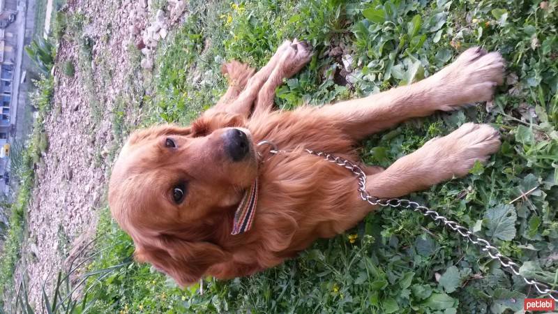 Golden Retriever, Köpek  Chucky fotoğrafı