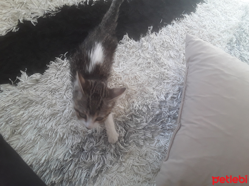 Abyssinian, Kedi  Minik fotoğrafı