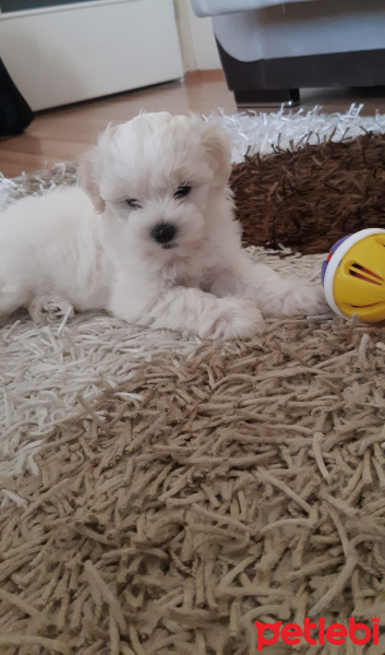 Maltese, Köpek  Şirin fotoğrafı