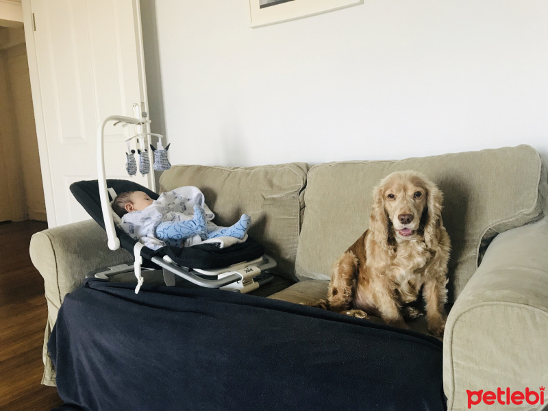 İngiliz Cocker Spaniel, Köpek  Badi fotoğrafı