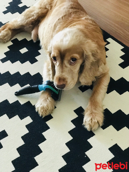 İngiliz Cocker Spaniel, Köpek  Badi fotoğrafı