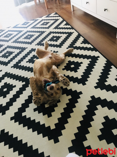 İngiliz Cocker Spaniel, Köpek  Badi fotoğrafı