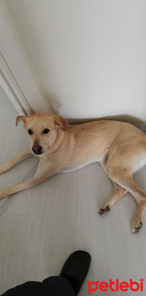 Labrador Retriever, Köpek  TESLA fotoğrafı