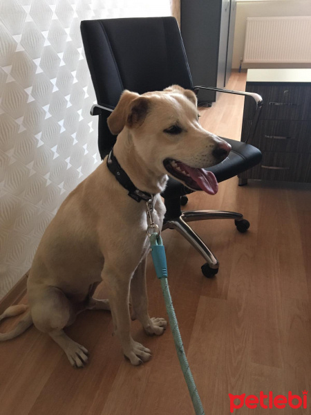 Labrador Retriever, Köpek  TESLA fotoğrafı