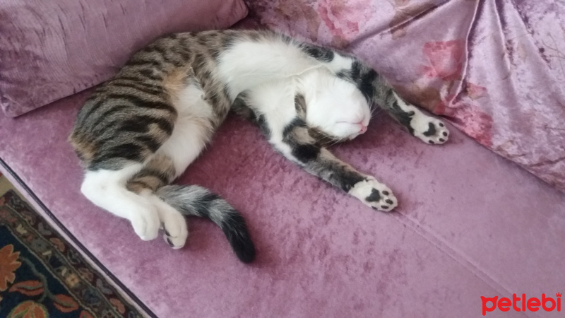Tekir Kedi, Kedi  paşa fotoğrafı