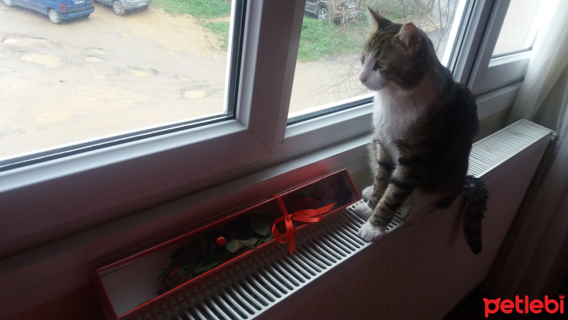 Tekir Kedi, Kedi  paşa fotoğrafı