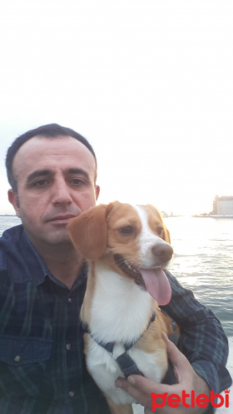 Beagle, Köpek  Tasso fotoğrafı