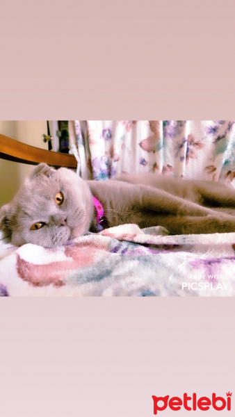 Scottish Fold, Kedi  Pofuduk fotoğrafı