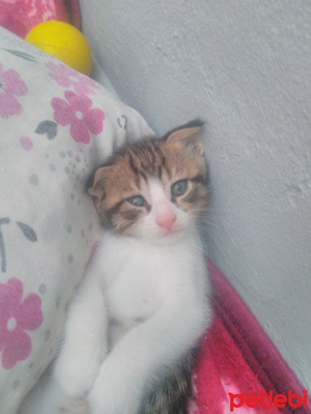 British Shorthair, Kedi  Miya fotoğrafı