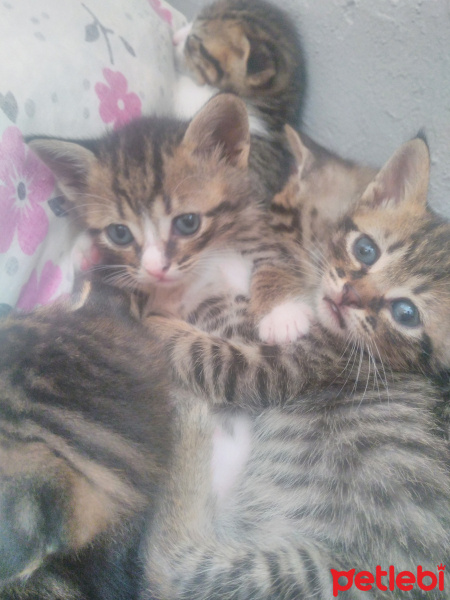 British Shorthair, Kedi  Miya fotoğrafı