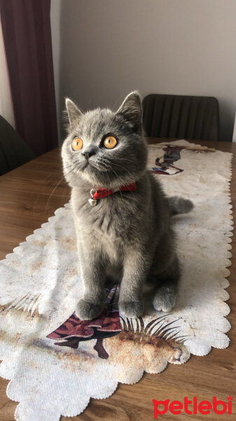 British Shorthair, Kedi  MARS fotoğrafı