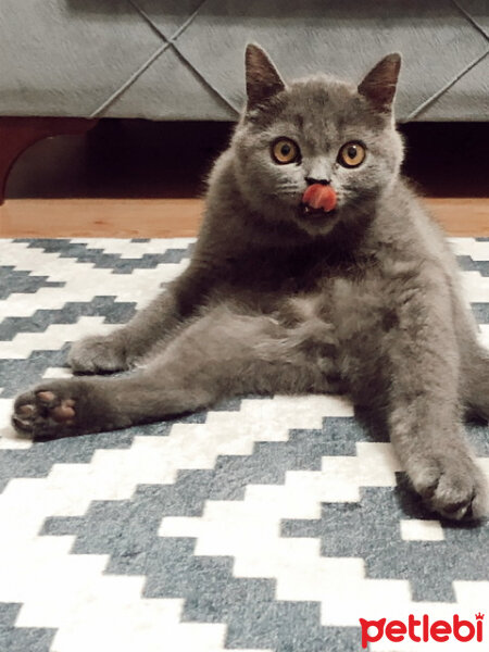 British Shorthair, Kedi  MARS fotoğrafı