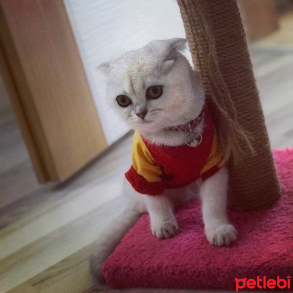 Scottish Fold, Kedi  LUNA fotoğrafı