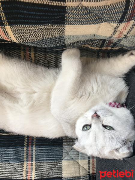 Scottish Fold, Kedi  LUNA fotoğrafı