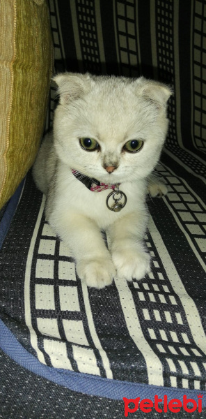 Scottish Fold, Kedi  LUNA fotoğrafı