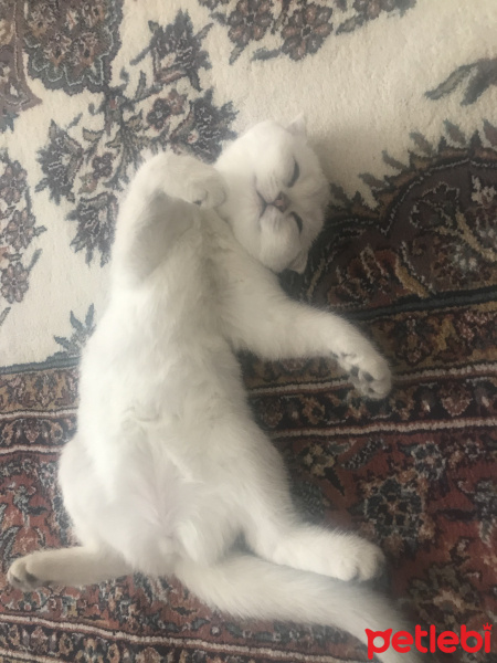 Scottish Fold, Kedi  LUNA fotoğrafı