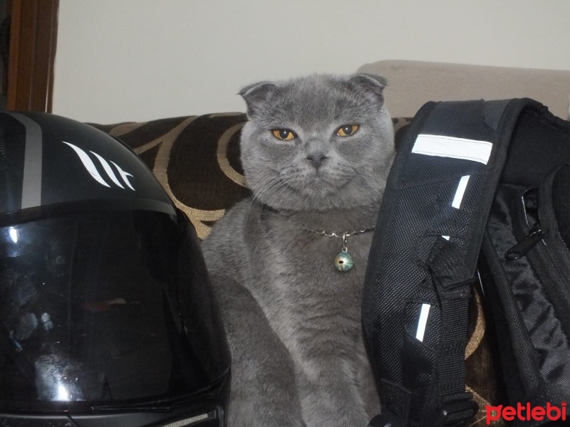 Scottish Fold, Kedi  LUNA fotoğrafı