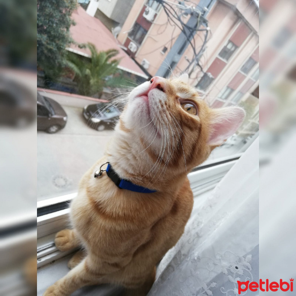 Tekir Kedi, Kedi  Zulu fotoğrafı