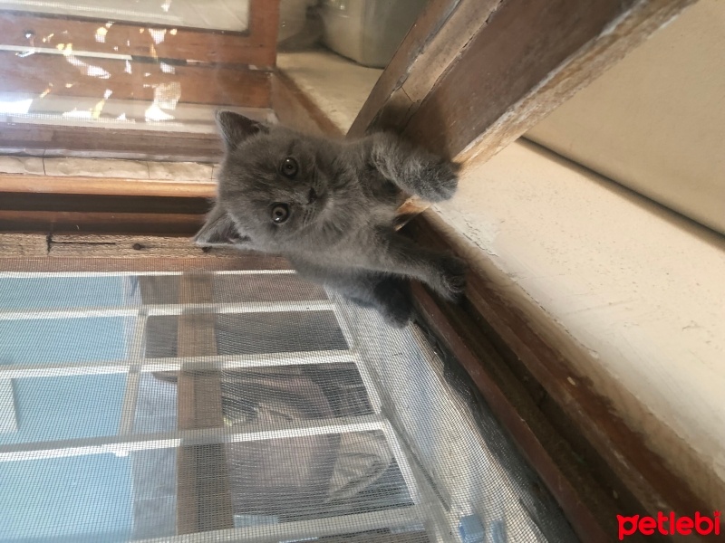 Scottish Fold, Kedi  Tospik fotoğrafı