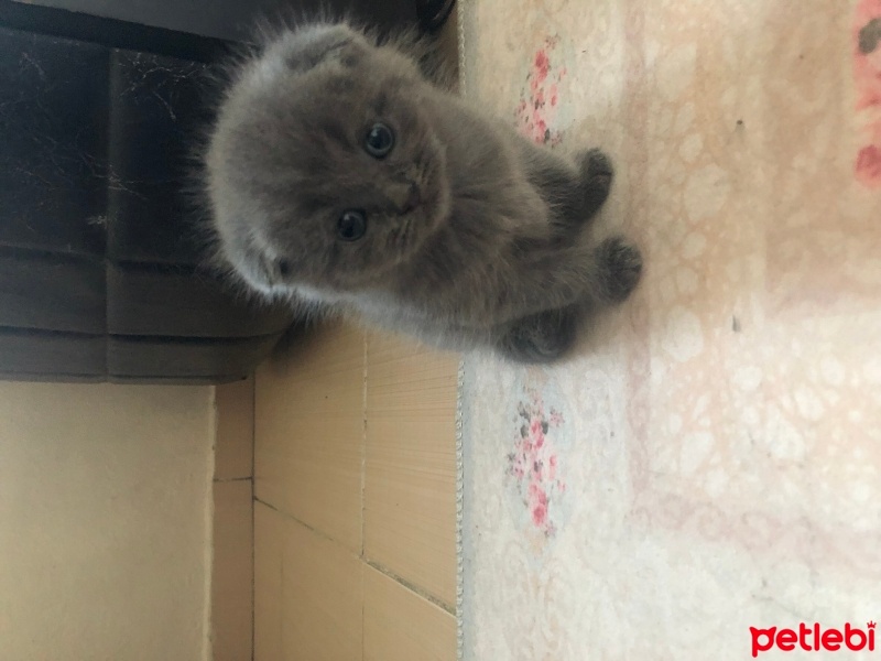 Scottish Fold, Kedi  Tospik fotoğrafı