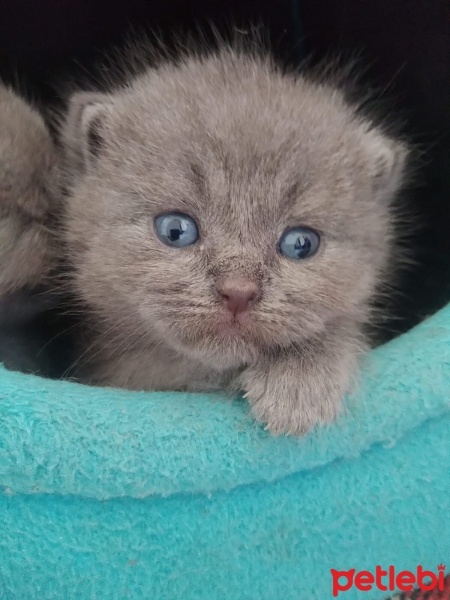 Scottish Fold, Kedi  Tospik fotoğrafı