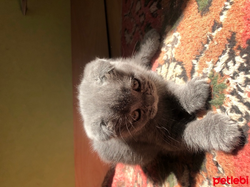Scottish Fold, Kedi  Tospik fotoğrafı