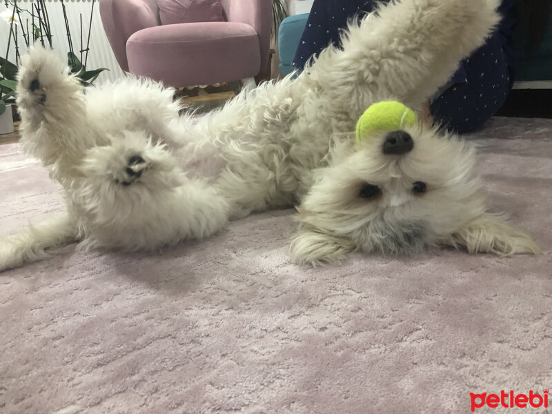 Maltese, Köpek  Köpük fotoğrafı