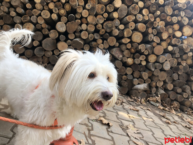 Maltese, Köpek  Köpük fotoğrafı