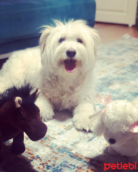 Maltese, Köpek  Köpük fotoğrafı