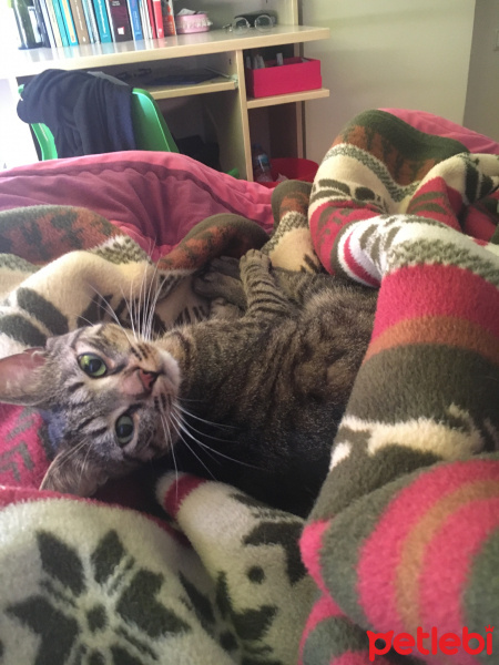 Tekir Kedi, Kedi  Alvin fotoğrafı