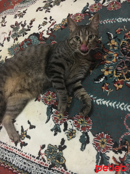 Tekir Kedi, Kedi  Alvin fotoğrafı