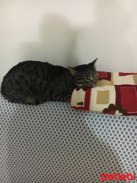 Tekir Kedi, Kedi  Alvin fotoğrafı