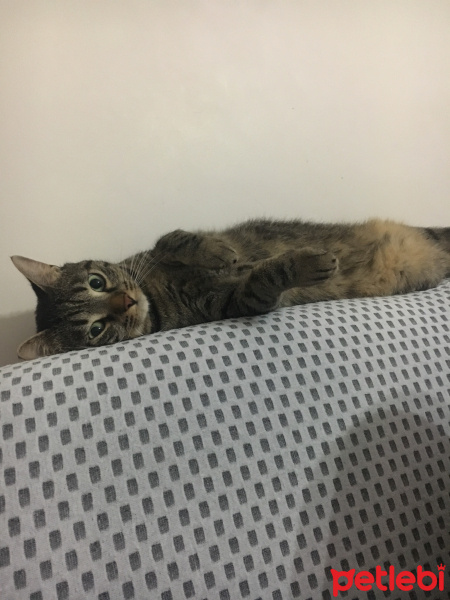 Tekir Kedi, Kedi  Alvin fotoğrafı