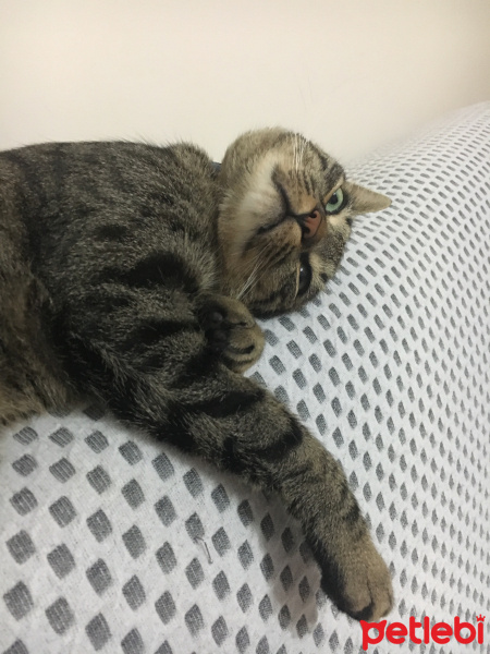 Tekir Kedi, Kedi  Alvin fotoğrafı