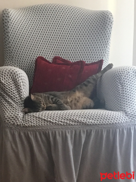 Tekir Kedi, Kedi  Alvin fotoğrafı