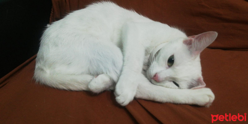 Ankara Kedisi, Kedi  Pamuk' Eş Arıyoruz :) fotoğrafı